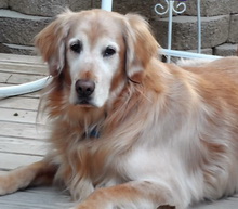 Mixed breed dog we adopted.
